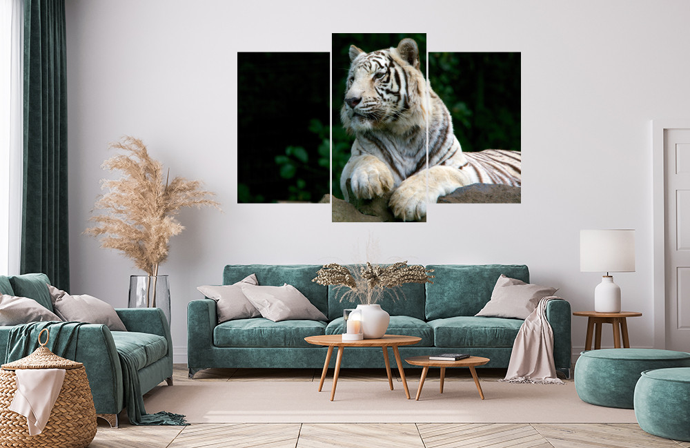 Bílý tygr obrázek 1