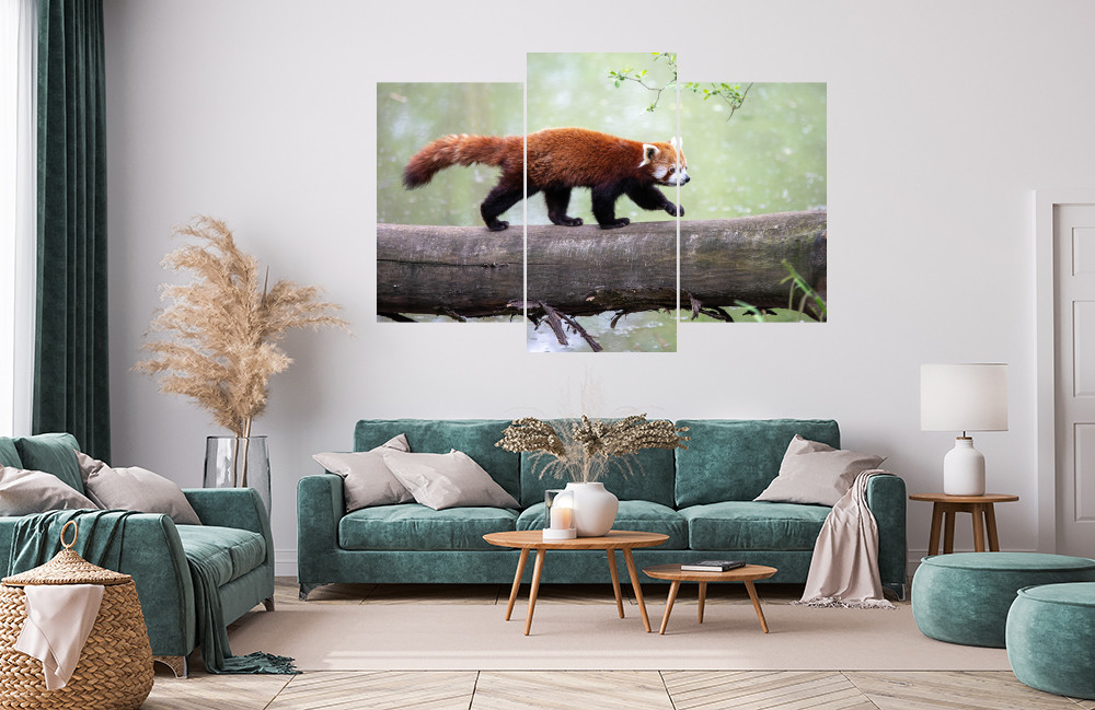 Červená panda obrázek 1